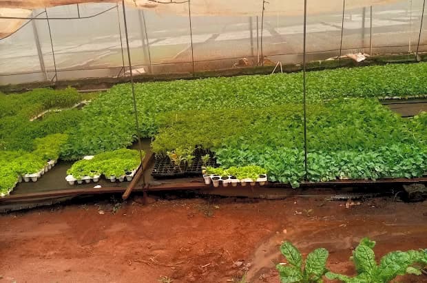 Sustainable Agriculture